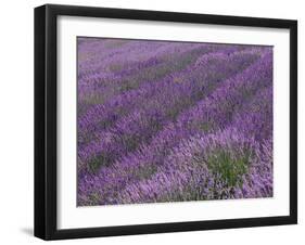 Field of Lavender-DLILLC-Framed Photographic Print