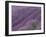 Field of Lavender-DLILLC-Framed Photographic Print