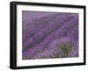 Field of Lavender-DLILLC-Framed Photographic Print