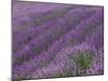 Field of Lavender-DLILLC-Mounted Photographic Print