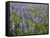 Field of Lupens-George Johnson-Framed Stretched Canvas