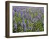 Field of Lupens-George Johnson-Framed Photographic Print