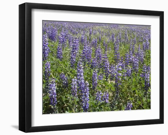 Field of Lupens-George Johnson-Framed Photographic Print