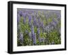 Field of Lupens-George Johnson-Framed Photographic Print