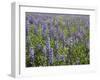 Field of Lupens-George Johnson-Framed Photographic Print