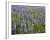 Field of Lupens-George Johnson-Framed Photographic Print