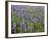 Field of Lupens-George Johnson-Framed Photographic Print