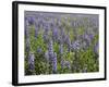 Field of Lupens-George Johnson-Framed Photographic Print