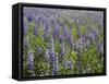 Field of Lupens-George Johnson-Framed Stretched Canvas