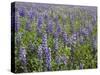 Field of Lupens-George Johnson-Stretched Canvas