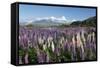 Field of Lupins Along Beacon Point Road, Wanaka, Otago, South Island, New Zealand, Pacific-Stuart Black-Framed Stretched Canvas