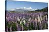 Field of Lupins Along Beacon Point Road, Wanaka, Otago, South Island, New Zealand, Pacific-Stuart Black-Stretched Canvas