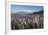 Field of Lupins Along Beacon Point Road, Wanaka, Otago, South Island, New Zealand, Pacific-Stuart Black-Framed Photographic Print