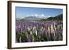 Field of Lupins Along Beacon Point Road, Wanaka, Otago, South Island, New Zealand, Pacific-Stuart Black-Framed Photographic Print