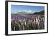 Field of Lupins Along Beacon Point Road, Wanaka, Otago, South Island, New Zealand, Pacific-Stuart Black-Framed Photographic Print