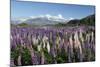 Field of Lupins Along Beacon Point Road, Wanaka, Otago, South Island, New Zealand, Pacific-Stuart Black-Mounted Photographic Print