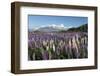 Field of Lupins Along Beacon Point Road, Wanaka, Otago, South Island, New Zealand, Pacific-Stuart Black-Framed Photographic Print