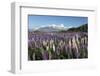 Field of Lupins Along Beacon Point Road, Wanaka, Otago, South Island, New Zealand, Pacific-Stuart Black-Framed Photographic Print