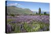 Field of Lupins Beside Lake Along Beacon Point Road, Wanaka, Otago-Stuart Black-Stretched Canvas