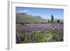 Field of Lupins Beside Lake Along Beacon Point Road, Wanaka, Otago-Stuart Black-Framed Photographic Print