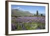 Field of Lupins Beside Lake Along Beacon Point Road, Wanaka, Otago-Stuart Black-Framed Photographic Print