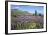 Field of Lupins Beside Lake Along Beacon Point Road, Wanaka, Otago-Stuart Black-Framed Photographic Print
