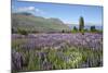 Field of Lupins Beside Lake Along Beacon Point Road, Wanaka, Otago-Stuart Black-Mounted Photographic Print