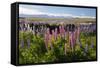 Field of Lupins with Southern Alps Behind, Near Lake Tekapo, Canterbury Region-Stuart Black-Framed Stretched Canvas