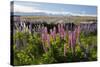 Field of Lupins with Southern Alps Behind, Near Lake Tekapo, Canterbury Region-Stuart Black-Stretched Canvas