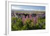 Field of Lupins with Southern Alps Behind, Near Lake Tekapo, Canterbury Region-Stuart Black-Framed Photographic Print