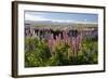 Field of Lupins with Southern Alps Behind, Near Lake Tekapo, Canterbury Region-Stuart Black-Framed Photographic Print