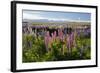 Field of Lupins with Southern Alps Behind, Near Lake Tekapo, Canterbury Region-Stuart Black-Framed Photographic Print