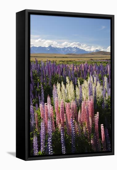 Field of Lupins with Southern Alps Behind, Near Lake Tekapo, Canterbury Region-Stuart Black-Framed Stretched Canvas