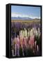 Field of Lupins with Southern Alps Behind, Near Lake Tekapo, Canterbury Region-Stuart Black-Framed Stretched Canvas