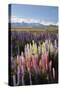Field of Lupins with Southern Alps Behind, Near Lake Tekapo, Canterbury Region-Stuart Black-Stretched Canvas