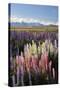 Field of Lupins with Southern Alps Behind, Near Lake Tekapo, Canterbury Region-Stuart Black-Stretched Canvas