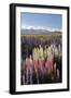 Field of Lupins with Southern Alps Behind, Near Lake Tekapo, Canterbury Region-Stuart Black-Framed Photographic Print