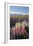 Field of Lupins with Southern Alps Behind, Near Lake Tekapo, Canterbury Region-Stuart Black-Framed Photographic Print