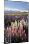 Field of Lupins with Southern Alps Behind, Near Lake Tekapo, Canterbury Region-Stuart Black-Mounted Photographic Print