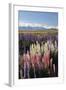 Field of Lupins with Southern Alps Behind, Near Lake Tekapo, Canterbury Region-Stuart Black-Framed Photographic Print