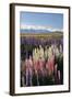 Field of Lupins with Southern Alps Behind, Near Lake Tekapo, Canterbury Region-Stuart Black-Framed Photographic Print