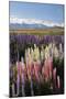 Field of Lupins with Southern Alps Behind, Near Lake Tekapo, Canterbury Region-Stuart Black-Mounted Photographic Print