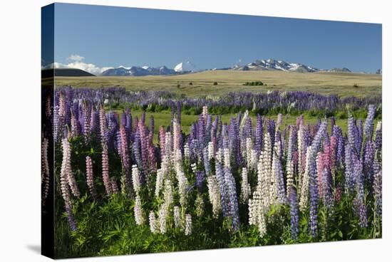 Field of Lupins with Southern Alps Behind, Near Lake Tekapo, Canterbury Region-Stuart Black-Stretched Canvas