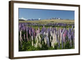 Field of Lupins with Southern Alps Behind, Near Lake Tekapo, Canterbury Region-Stuart Black-Framed Photographic Print