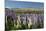 Field of Lupins with Southern Alps Behind, Near Lake Tekapo, Canterbury Region-Stuart Black-Mounted Photographic Print