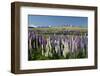 Field of Lupins with Southern Alps Behind, Near Lake Tekapo, Canterbury Region-Stuart Black-Framed Photographic Print