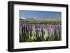 Field of Lupins with Southern Alps Behind, Near Lake Tekapo, Canterbury Region-Stuart Black-Framed Photographic Print