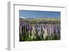 Field of Lupins with Southern Alps Behind, Near Lake Tekapo, Canterbury Region-Stuart Black-Framed Photographic Print