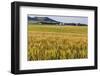 Field of Mid-Growth Wheat Agriculture, Regent, North Dakota, USA-Chuck Haney-Framed Photographic Print