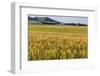 Field of Mid-Growth Wheat Agriculture, Regent, North Dakota, USA-Chuck Haney-Framed Photographic Print